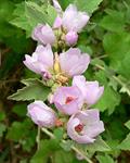 Davidson's bush mallow ، San Fernando